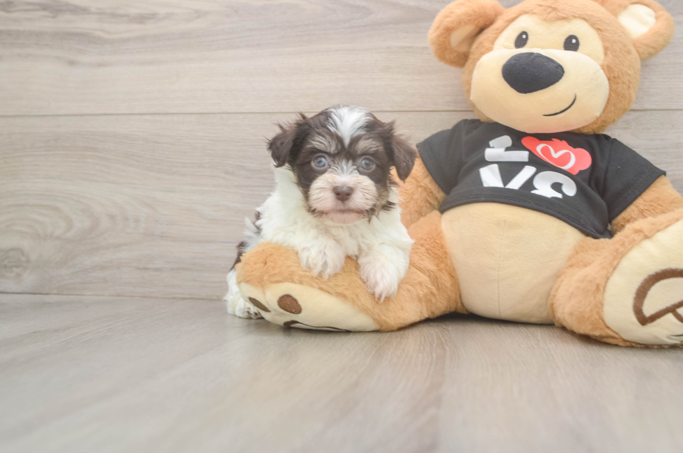 6 week old Havanese Puppy For Sale - Seaside Pups
