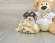 6 week old Havanese Puppy For Sale - Seaside Pups