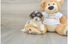 Havanese Puppy for Adoption