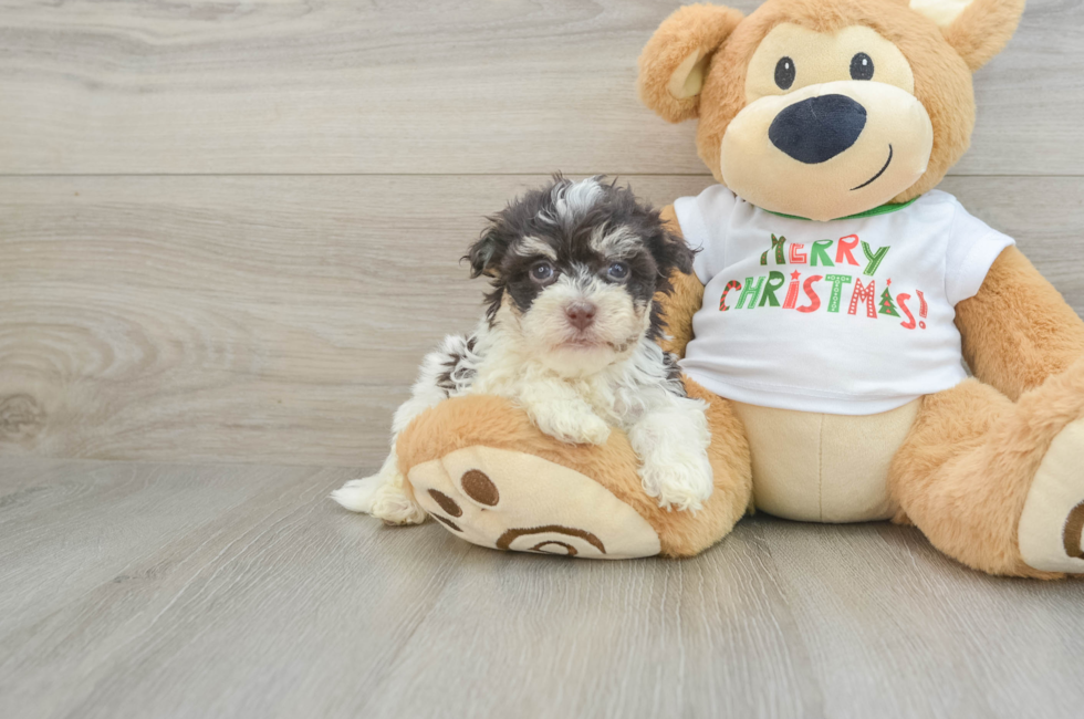 6 week old Havanese Puppy For Sale - Seaside Pups