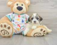 5 week old Havanese Puppy For Sale - Seaside Pups