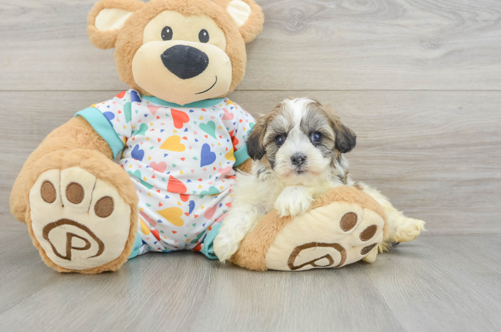 6 week old Havanese Puppy For Sale - Seaside Pups