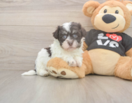 5 week old Havanese Puppy For Sale - Seaside Pups