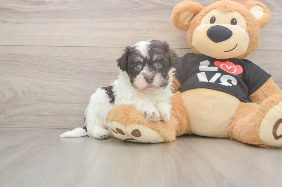 6 week old Havanese Puppy For Sale - Seaside Pups