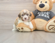 5 week old Havanese Puppy For Sale - Seaside Pups
