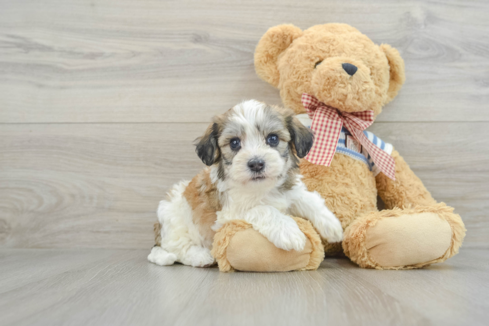 Petite Bichon Havanes Purebred Puppy