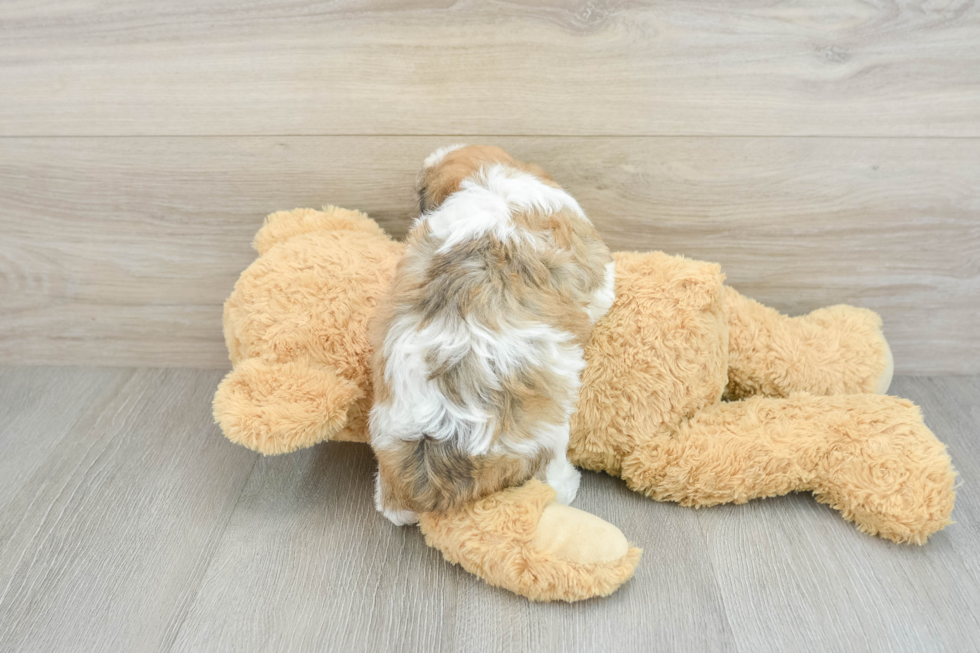 Playful Havanese Purebred Pup