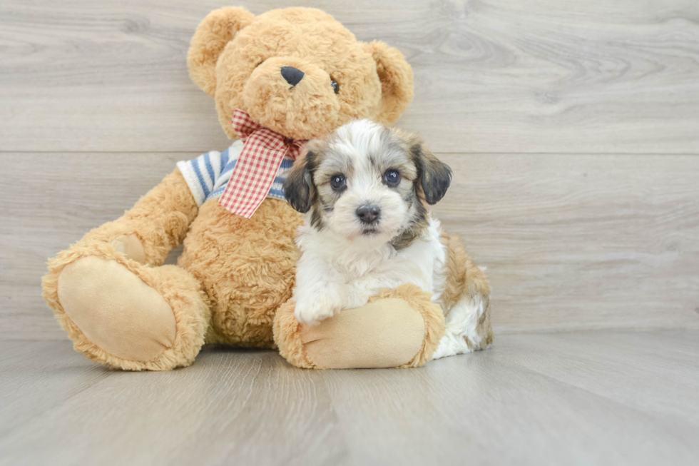 Funny Havanese Baby