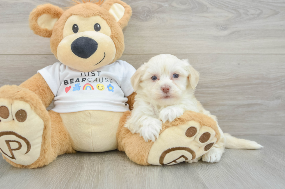 6 week old Havanese Puppy For Sale - Seaside Pups
