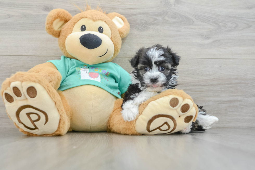 Havanese Pup Being Cute