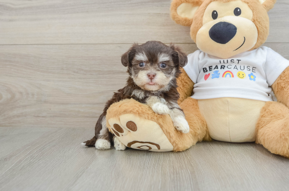 6 week old Havanese Puppy For Sale - Seaside Pups
