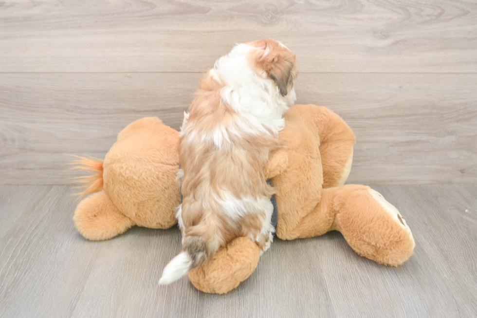 Energetic Bichon Habanero Purebred Puppy