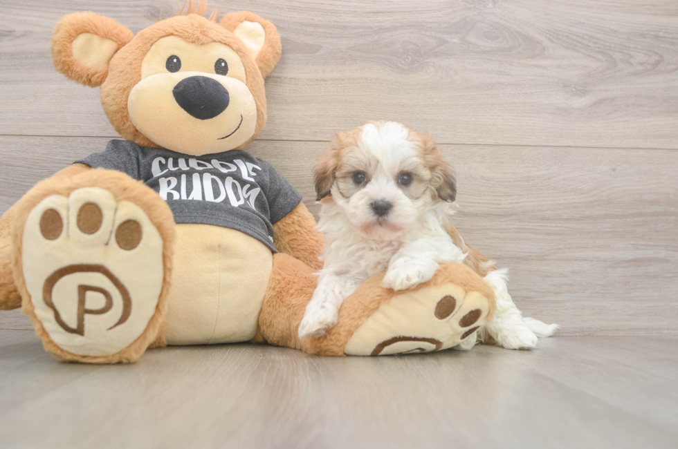 5 week old Havanese Puppy For Sale - Seaside Pups