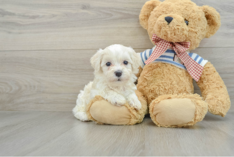 Havanese Pup Being Cute