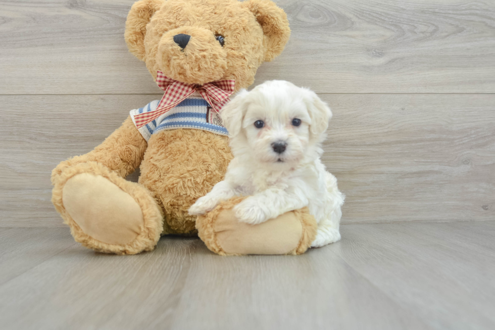 Havanese Puppy for Adoption