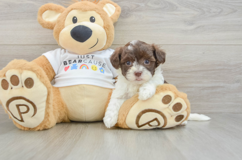 9 week old Havanese Puppy For Sale - Seaside Pups