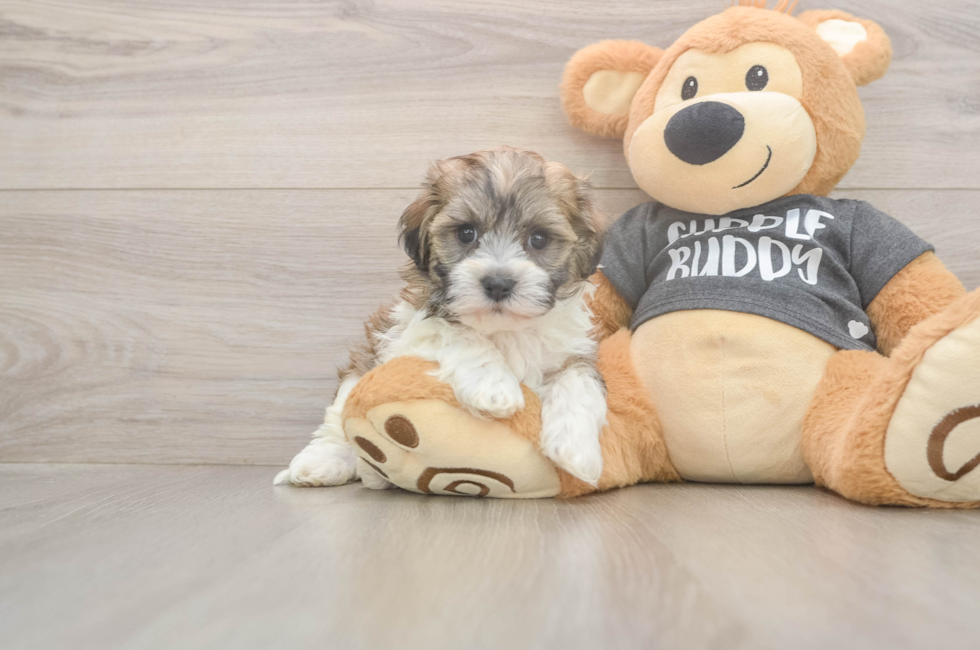 5 week old Havanese Puppy For Sale - Seaside Pups