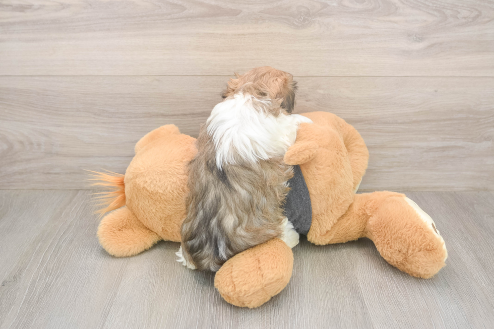 Friendly Havanese Baby