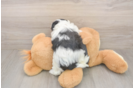 Havanese Puppy for Adoption