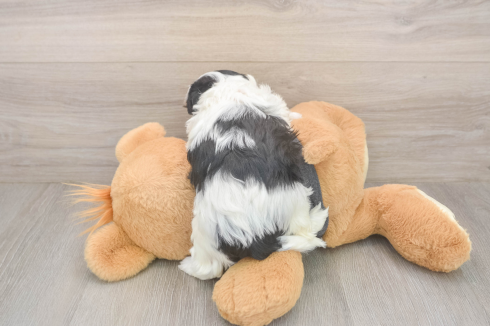 Havanese Puppy for Adoption