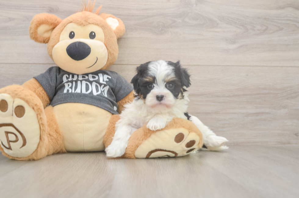 5 week old Havanese Puppy For Sale - Seaside Pups