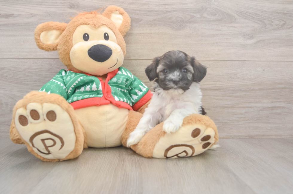 5 week old Havanese Puppy For Sale - Seaside Pups