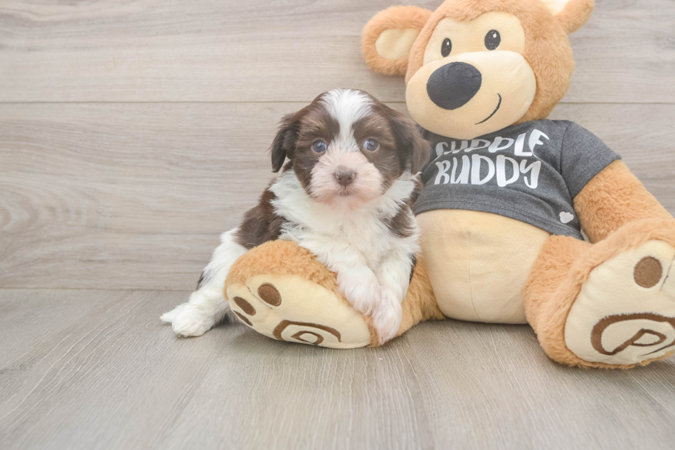 Petite Bichon Havanes Purebred Puppy