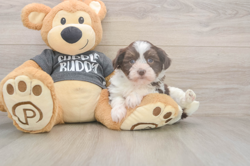 5 week old Havanese Puppy For Sale - Seaside Pups