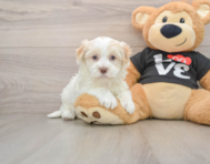 5 week old Havanese Puppy For Sale - Seaside Pups