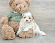 6 week old Havanese Puppy For Sale - Seaside Pups