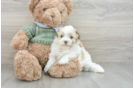 Popular Havanese Baby