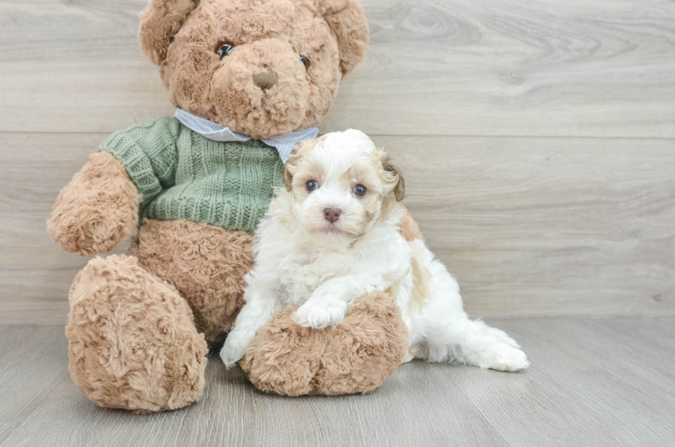 6 week old Havanese Puppy For Sale - Seaside Pups