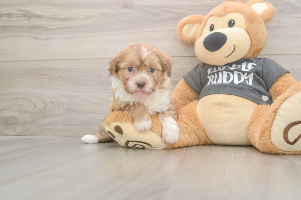 Playful Havanese Baby