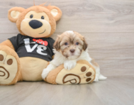 5 week old Havanese Puppy For Sale - Seaside Pups