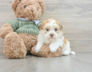 6 week old Havanese Puppy For Sale - Seaside Pups