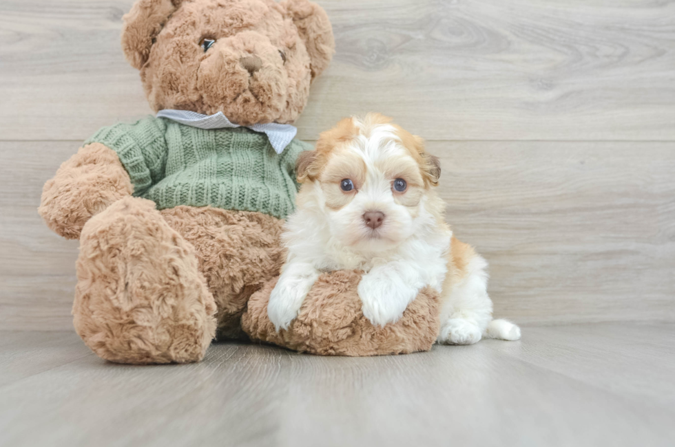 6 week old Havanese Puppy For Sale - Seaside Pups