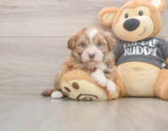 7 week old Havanese Puppy For Sale - Seaside Pups