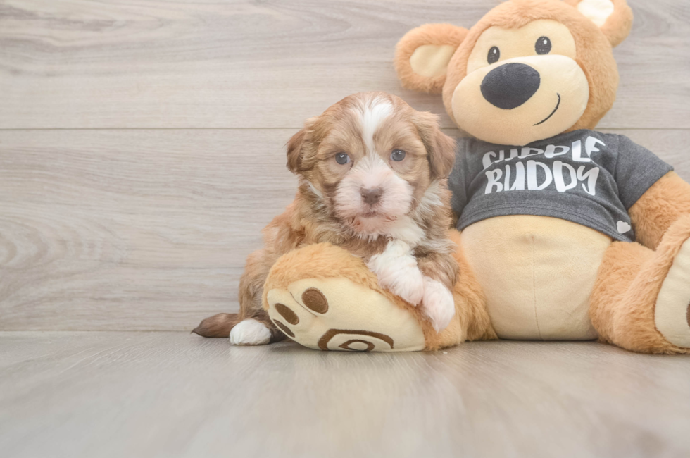 5 week old Havanese Puppy For Sale - Seaside Pups
