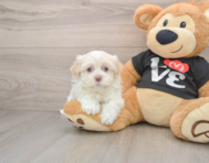 5 week old Havanese Puppy For Sale - Seaside Pups