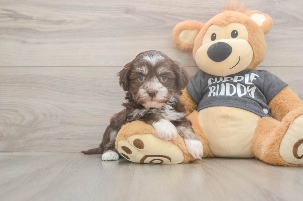 5 week old Havanese Puppy For Sale - Seaside Pups