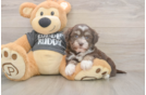 Havanese Puppy for Adoption