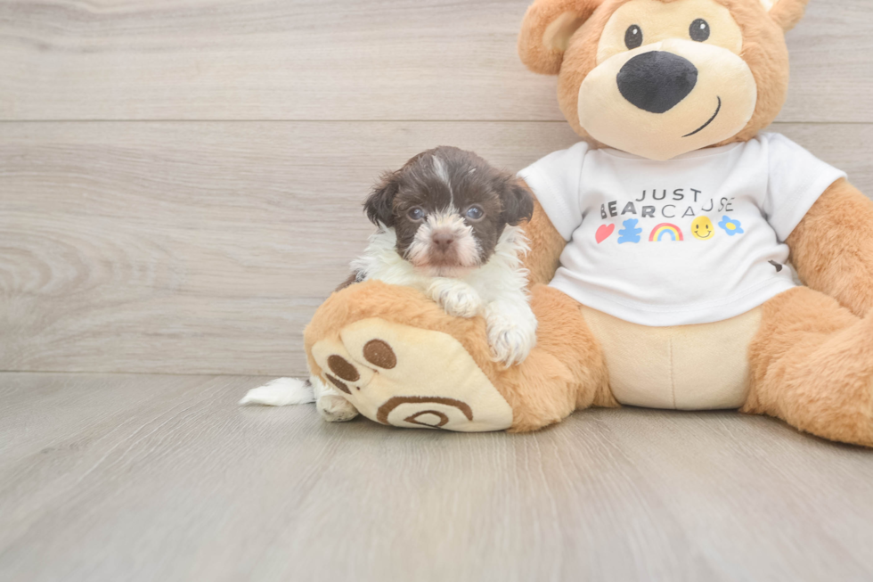 Havanese Puppy for Adoption