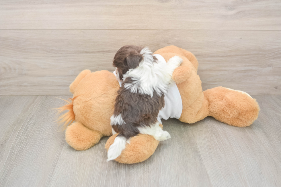 Little Havanese Purebred Pup