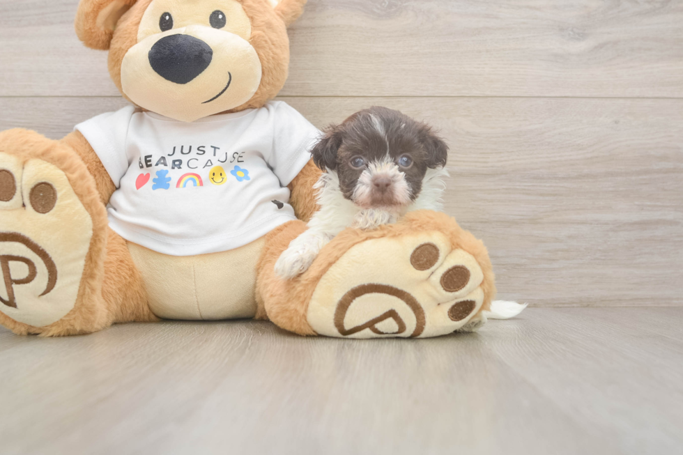 Sweet Bichon Havanes Purebred Puppy
