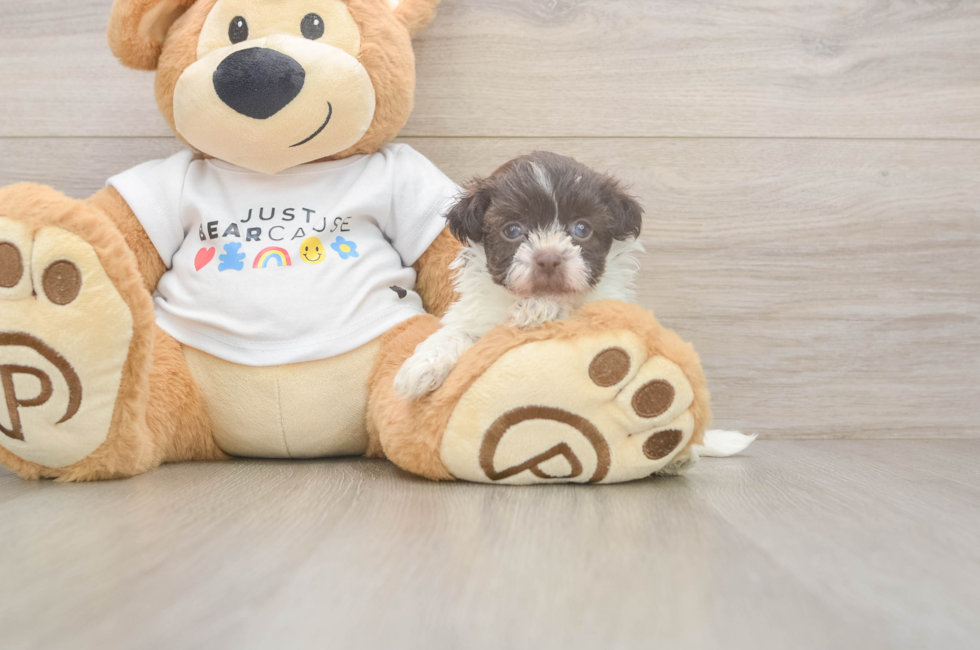 5 week old Havanese Puppy For Sale - Seaside Pups