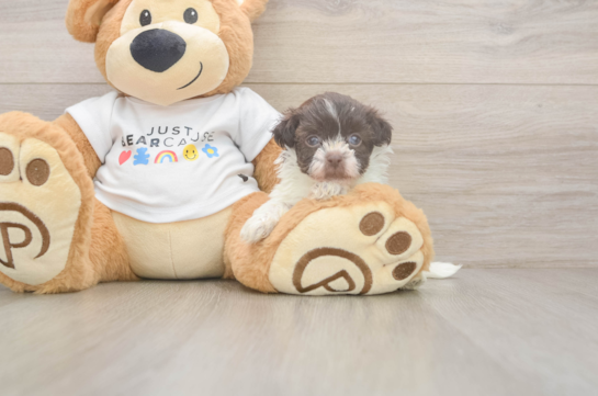 Sweet Bichon Havanes Purebred Puppy