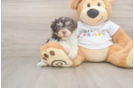 Funny Havanese Purebred Pup