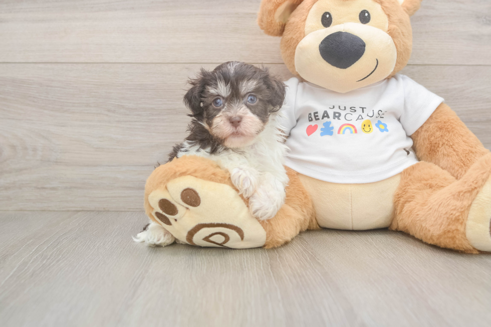 Funny Havanese Purebred Pup