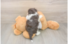 Havanese Pup Being Cute