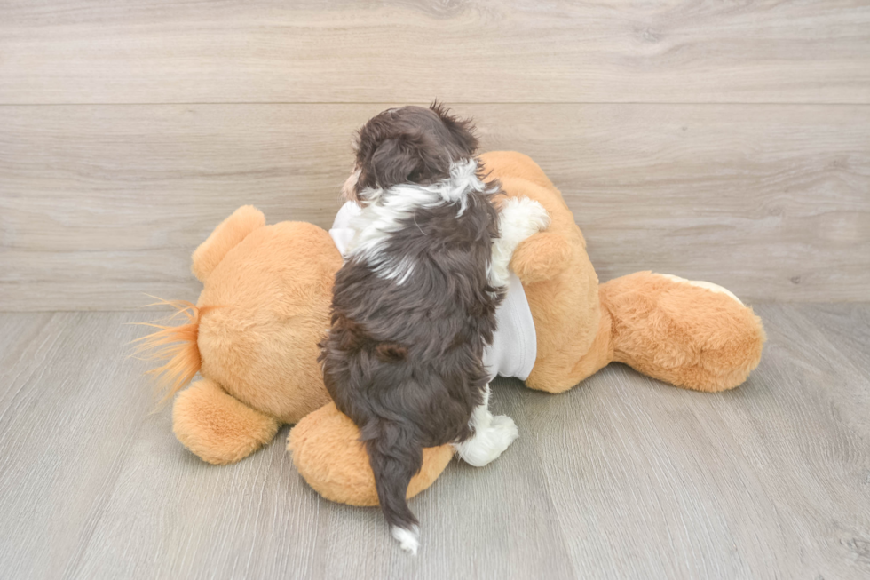 Havanese Pup Being Cute